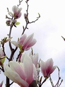 magnolia 0794.jpg